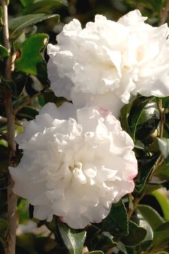 October Magic Snow Camellia - 3 Gallon Pot 9 October Magic Snow Camellia - 3 Gallon Pot -Plant Discount Store Camellia October Magic Snow 500x750 2