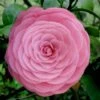 Pearl Maxwell Camellia Japonica - 3 Gallon Pot 1 Pearl Maxwell Camellia Japonica - 3 Gallon Pot -Plant Discount Store Camellia Pearl Maxwell 4