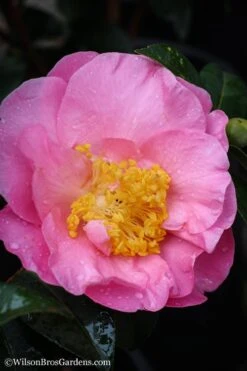 Autumn Pink Icicle Cold Hardy Camellia - 3 Gallon Pot -Plant Discount Store Camellia Pink Icicle 20