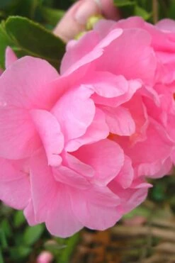 Autumn Pink Icicle Cold Hardy Camellia - 3 Gallon Pot -Plant Discount Store Camellia Pink Icicle 6