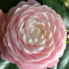 Pink Perfection Camellia Japonica - 2.5 Quart Pot 2 Pink Perfection Camellia Japonica - 2.5 Quart Pot -Plant Discount Store Camellia Pink Perfection 26 1