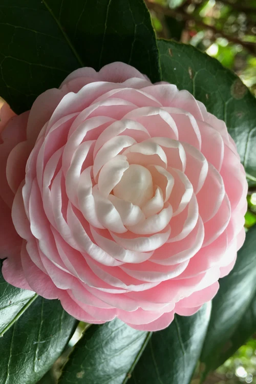 Pink Perfection Camellia Japonica - 2.5 Quart Pot 3 Pink Perfection Camellia Japonica - 2.5 Quart Pot