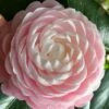 Pink Perfection Camellia Japonica - 7 Gallon Pot (3-4') 1 Pink Perfection Camellia Japonica - 7 Gallon Pot (3-4') -Plant Discount Store Camellia Pink Perfection 26