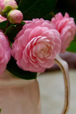 Pink Perfection Camellia Japonica - 2.5 Quart Pot 12 Pink Perfection Camellia Japonica - 2.5 Quart Pot -Plant Discount Store Camellia Pink Perfection 29 1