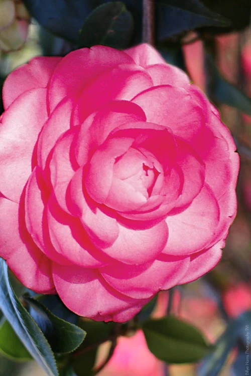 Pink Princess Camellia Japonica - 3 Gallon Pot 3 Pink Princess Camellia Japonica - 3 Gallon Pot