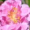 Pink Stella Camellia Sasanqua - 2 Gallon Pot 2 Pink Stella Camellia Sasanqua - 2 Gallon Pot -Plant Discount Store Camellia Pink Stella 500x750 1