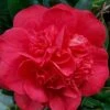 Red Fellow Camellia Japonica - 3 Gallon Pot 2 Red Fellow Camellia Japonica - 3 Gallon Pot -Plant Discount Store Camellia Red Fellow 2