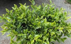 Royal Flush Shi Shi Variegated Camellia Sasanqua - 1 Gallon Pot 9 Royal Flush Shi Shi Variegated Camellia Sasanqua - 1 Gallon Pot -Plant Discount Store Camellia Royal Flush Shi Shi 2