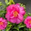 Royal Flush Shi Shi Variegated Camellia Sasanqua - 1 Gallon Pot 1 Royal Flush Shi Shi Variegated Camellia Sasanqua - 1 Gallon Pot -Plant Discount Store Camellia Royal Flush Shi Shi 4