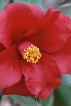 Royal Velvet Red Camellia Japonica - 3 Gallon Pot 11 Royal Velvet Red Camellia Japonica - 3 Gallon Pot -Plant Discount Store Camellia Royal Velvet 2