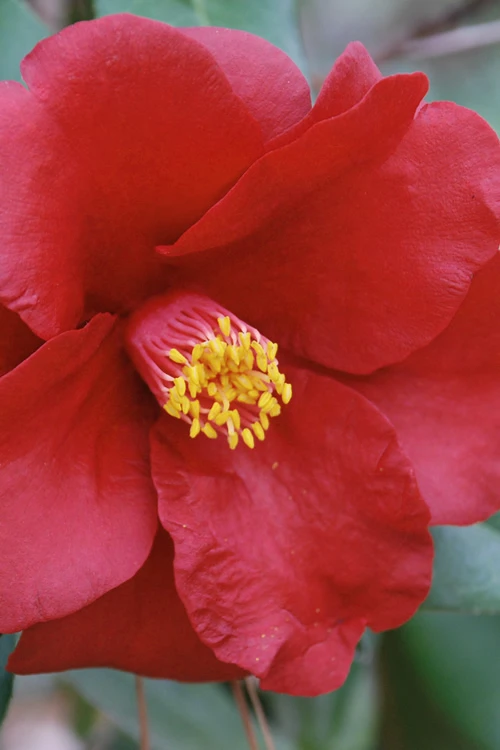 Royal Velvet Red Camellia Japonica - 3 Gallon Pot 7 Royal Velvet Red Camellia Japonica - 3 Gallon Pot - Image 5
