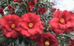 Royal Velvet Red Camellia Japonica - 3 Gallon Pot 10 Royal Velvet Red Camellia Japonica - 3 Gallon Pot -Plant Discount Store Camellia Royal Velvet 3