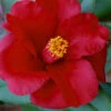 Royal Velvet Red Camellia Japonica - 3 Gallon Pot -Plant Discount Store Camellia Royal Velvet 5