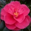 Rutledge Minnix Camellia Japonica - 3 Gallon Pot 2 Rutledge Minnix Camellia Japonica - 3 Gallon Pot -Plant Discount Store Camellia Rutledge Minnix 1