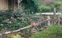 Sarrel Dwarf Camellia Sasanqua - 1 Gallon Pot 9 Sarrel Dwarf Camellia Sasanqua - 1 Gallon Pot -Plant Discount Store Camellia Sarrel 5