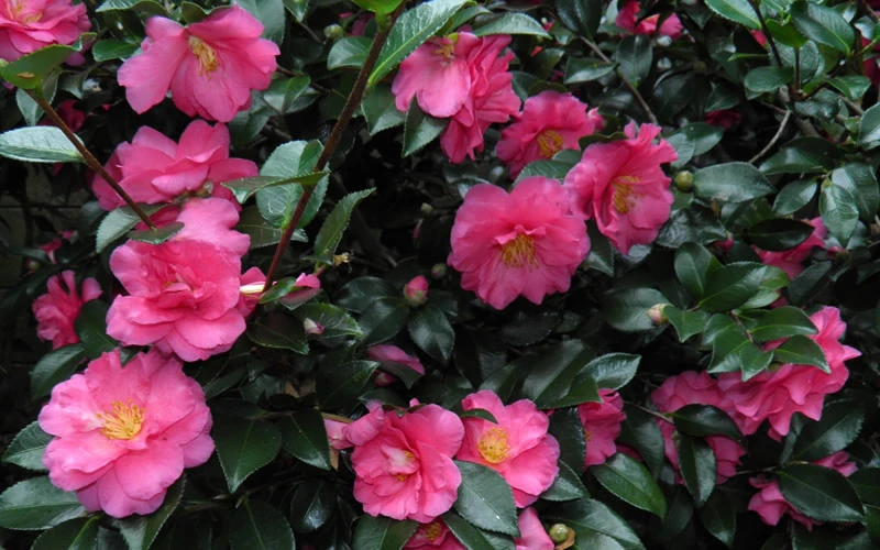 Shishi Gashira Dwarf Camellia Sasanqua - 2.5 Quart Pot 9 Shishi Gashira Dwarf Camellia Sasanqua - 2.5 Quart Pot - Image 7