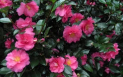 Shishi Gashira Dwarf Camellia Sasanqua - 3 Gallon Pot -Plant Discount Store Camellia Shishi Gashira 24 2
