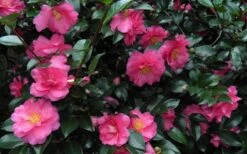 Shishi Gashira Dwarf Camellia Sasanqua - 3 Gallon Pot 16 Shishi Gashira Dwarf Camellia Sasanqua - 3 Gallon Pot -Plant Discount Store Camellia Shishi Gashira 24