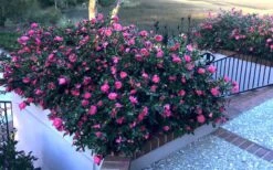 Shishi Gashira Dwarf Camellia Sasanqua - 3 Gallon Pot 14 Shishi Gashira Dwarf Camellia Sasanqua - 3 Gallon Pot -Plant Discount Store Camellia Shishi Gashira 33