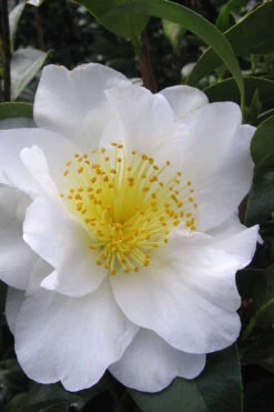 Silver Waves Camellia Japonica - 3 Gallon Pot