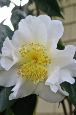 Silver Waves Camellia Japonica - 3 Gallon Pot 10 Silver Waves Camellia Japonica - 3 Gallon Pot -Plant Discount Store Camellia Silver Waves 6