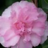 Sarrel Dwarf Camellia Sasanqua - 1 Gallon Pot 2 Sarrel Dwarf Camellia Sasanqua - 1 Gallon Pot -Plant Discount Store Camellia Sorrel 1