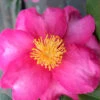 Stephanie Golden Dwarf Camellia Sasanqua - 3 Gallon Pot 1 Stephanie Golden Dwarf Camellia Sasanqua - 3 Gallon Pot -Plant Discount Store Camellia Stephanie Golden 13