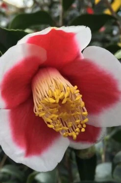 Tama No Ura Weeping Camellia Japonica - 3 Gallon Pot -Plant Discount Store Camellia Tama No Ura 1