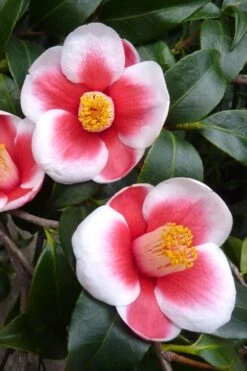Tama No Ura Weeping Camellia Japonica - 3 Gallon Pot -Plant Discount Store Camellia Tama No Ura 2