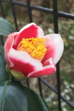 Tama No Ura Weeping Camellia Japonica - 3 Gallon Pot -Plant Discount Store Camellia Tama No Ura 4