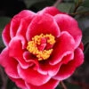 Tama Vino Camellia Japonica - 3 Gallon Pot 1 Tama Vino Camellia Japonica - 3 Gallon Pot -Plant Discount Store Camellia Tama Vinio 10