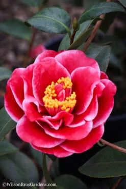 Tama Vino Camellia Japonica - 3 Gallon Pot 15 Tama Vino Camellia Japonica - 3 Gallon Pot -Plant Discount Store Camellia Tama Vinio 7