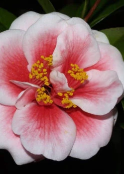 Tama Vino Camellia Japonica - 3 Gallon Pot 13 Tama Vino Camellia Japonica - 3 Gallon Pot -Plant Discount Store Camellia Tama Vino 4