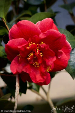 Tama Vino Camellia Japonica - 3 Gallon Pot 16 Tama Vino Camellia Japonica - 3 Gallon Pot -Plant Discount Store Camellia Tama Vino JW 1