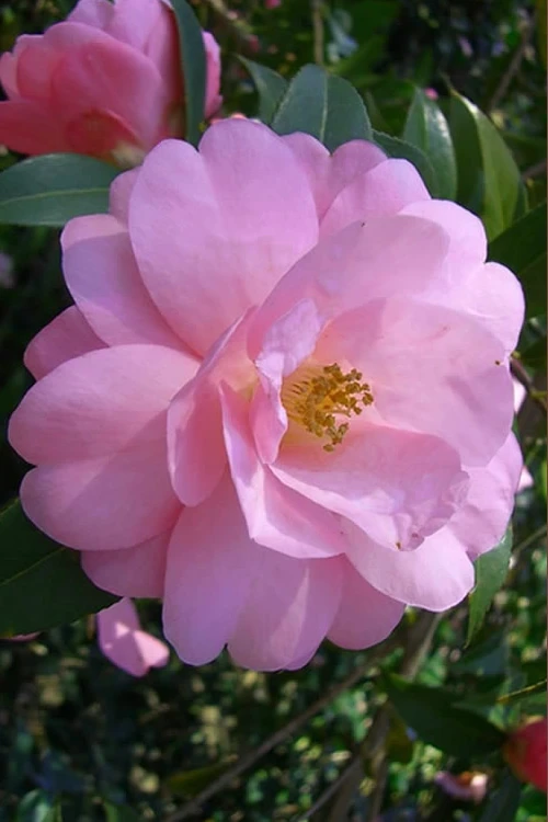 Taylors Perfection Pink Camellia Hybrid - 3 Gallon Pot 3 Taylors Perfection Pink Camellia Hybrid - 3 Gallon Pot