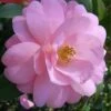 Taylors Perfection Pink Camellia Hybrid - 3 Gallon Pot -Plant Discount Store Camellia Taylors Perfection 57