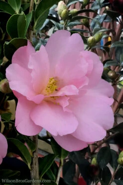 Taylors Perfection Pink Camellia Hybrid - 3 Gallon Pot 14 Taylors Perfection Pink Camellia Hybrid - 3 Gallon Pot -Plant Discount Store Camellia Taylors Perfection 60 1