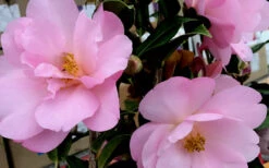 Taylors Perfection Pink Camellia Hybrid - 3 Gallon Pot 15 Taylors Perfection Pink Camellia Hybrid - 3 Gallon Pot -Plant Discount Store Camellia Taylors Perfection 61 1