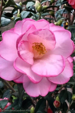 Taylors Perfection Pink Camellia Hybrid - 3 Gallon Pot 13 Taylors Perfection Pink Camellia Hybrid - 3 Gallon Pot -Plant Discount Store Camellia Taylors Perfection 62 1