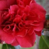 Tom Knudsen Camellia Japonica - 1 Gallon Pot 1 Tom Knudsen Camellia Japonica - 1 Gallon Pot -Plant Discount Store Camellia Tom Knudsen 1