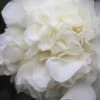 White Debutante Camellia Japonica - 3 Gallon Pot 2 White Debutante Camellia Japonica - 3 Gallon Pot -Plant Discount Store Camellia White Debutante 21
