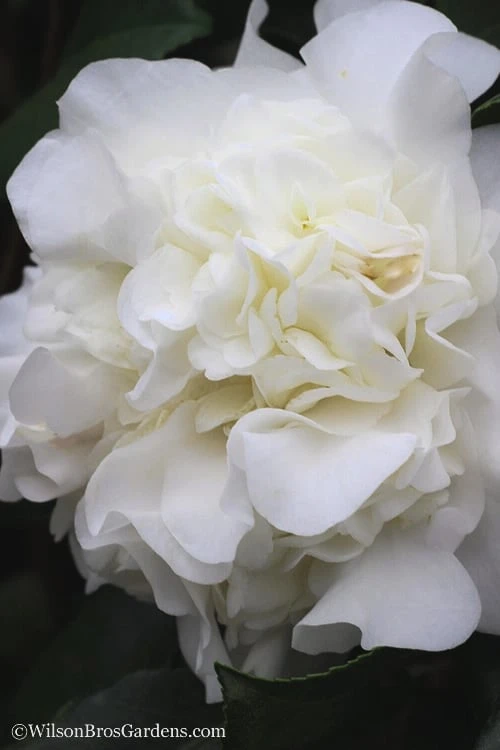 White Debutante Camellia Japonica - 3 Gallon Pot 3 White Debutante Camellia Japonica - 3 Gallon Pot