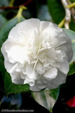 White Debutante Camellia Japonica - 3 Gallon Pot 12 White Debutante Camellia Japonica - 3 Gallon Pot -Plant Discount Store Camellia White Debutante 5