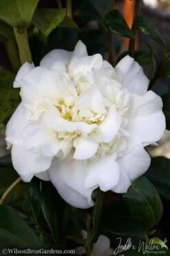 White Debutante Camellia Japonica - 3 Gallon Pot 11 White Debutante Camellia Japonica - 3 Gallon Pot -Plant Discount Store Camellia White Debutante JW 2