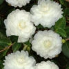 October Magic White Shishi Gashira Dwarf Camellia Sasanqua - 3 Gallon Pot 2 October Magic White Shishi Gashira Dwarf Camellia Sasanqua - 3 Gallon Pot -Plant Discount Store Camellia White ShiShi Gashira 1