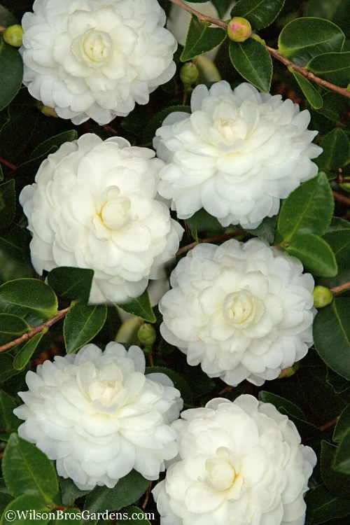 October Magic White Shishi Gashira Dwarf Camellia Sasanqua - 3 Gallon Pot 3 October Magic White Shishi Gashira Dwarf Camellia Sasanqua - 3 Gallon Pot