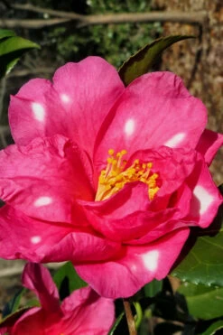 Winter's Fire Cold Hardy Camellia - 3 Gallon Pot -Plant Discount Store Camellia Winters Fire 1 1
