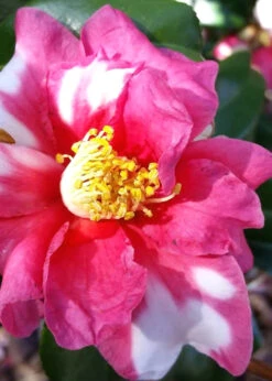 Winter's Fire Cold Hardy Camellia - 3 Gallon Pot -Plant Discount Store Camellia Winters Fire 11 1