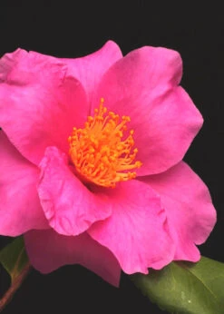 Winter's Fire Cold Hardy Camellia - 3 Gallon Pot -Plant Discount Store Camellia Winters Fire 13 1
