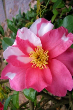 Winter's Fire Cold Hardy Camellia - 3 Gallon Pot -Plant Discount Store Camellia Winters Fire 5 1